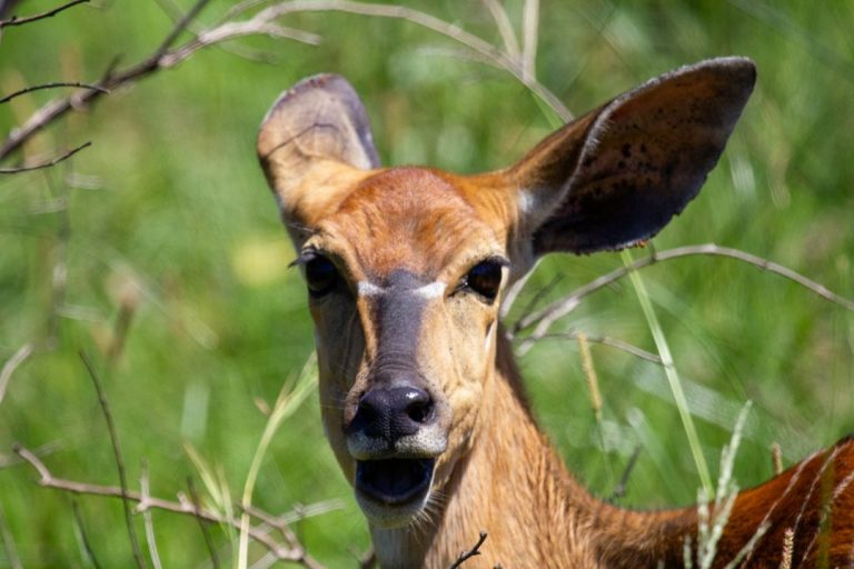 US Medicare Potentially Adding Coverage For CBD