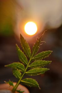 a close up of a leaf with the sun in the background