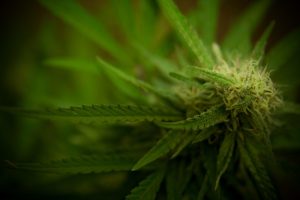 Is CBD Next On The Fed's Hit List