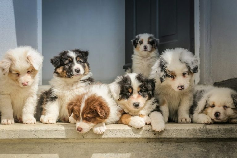 Can CBD Help Fight Cancer in Dogs