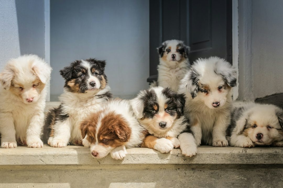 Can CBD Help Fight Cancer in Dogs