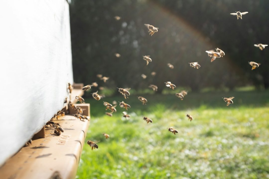 Why Some People Are Fascinated By The “Bee Sex” Fetish