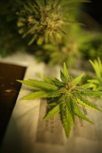 Kentucky Congressman Rides to the Rescue of Hemp