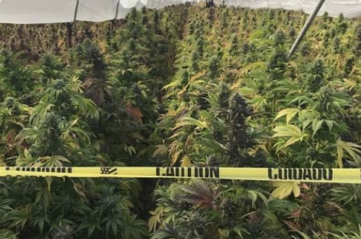 California Is Struggling to Control Its Booming Illegal Cannabis Market