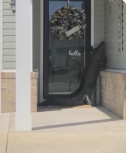 Crazy Alligator Encounters Are on the Rise