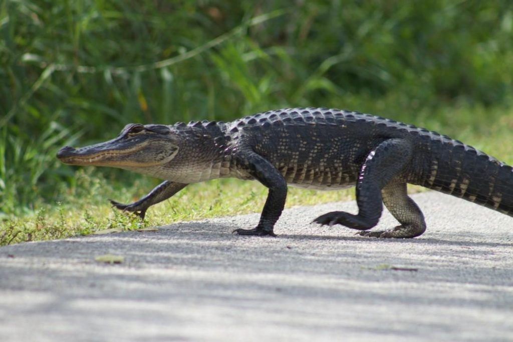 Crazy Alligator Encounters Are on the Rise