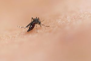 Why There Are (Almost) No Mosquitoes at Disney World