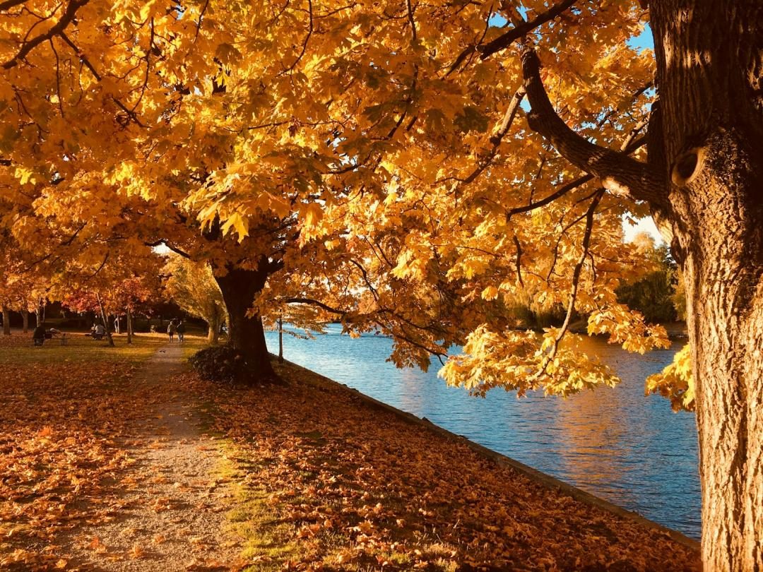 The Best 7 Cannabis Strains for Fall