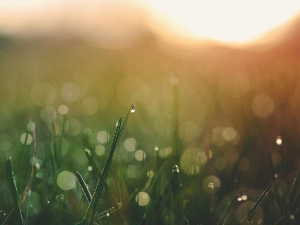 How Cannabis Can Help Calm the Mind and Body