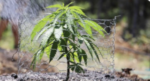 How El Niño Could Affect Cannabis