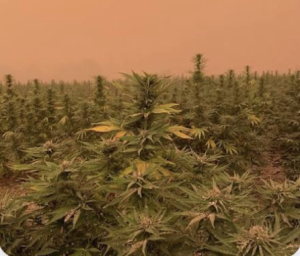 How El Niño Could Affect Cannabis