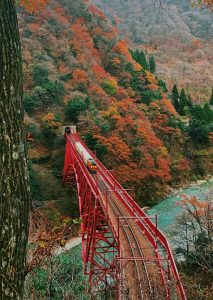 The Best 7 Cannabis Strains for Fall