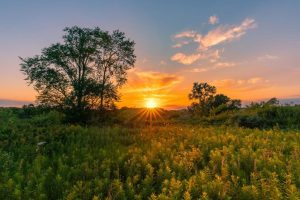 How The Midwest Is Becoming A Surprising Cannabis Story